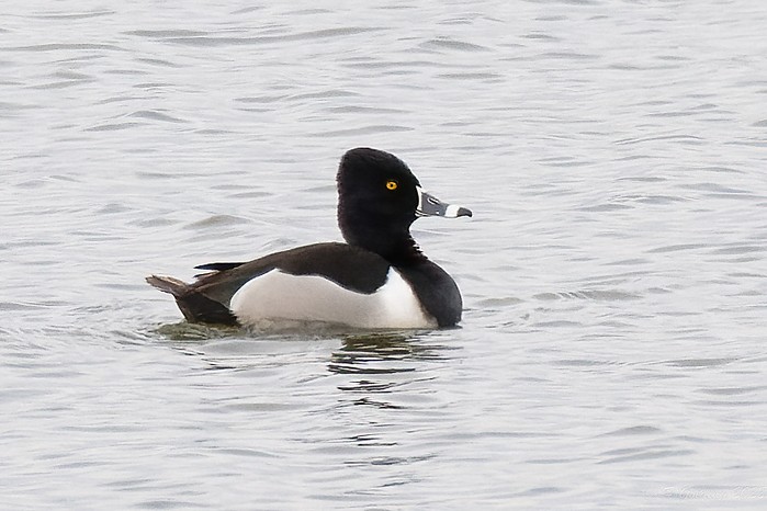 Ring-necked Duck