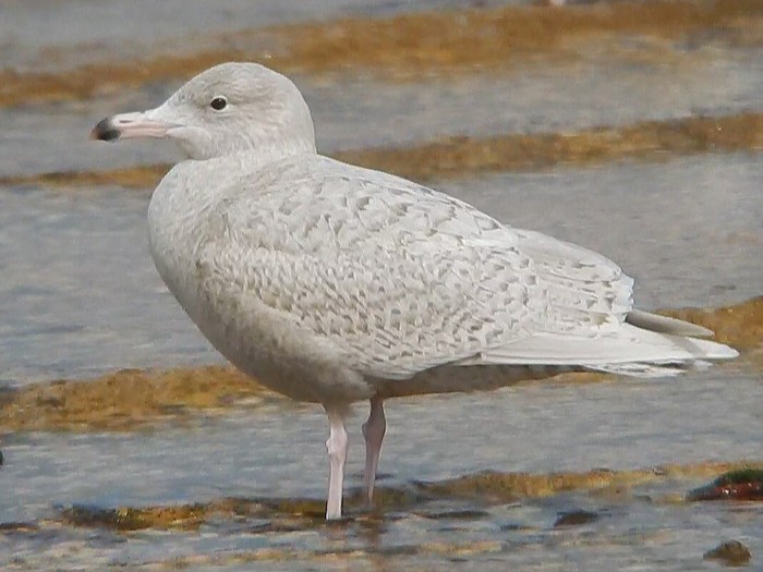 Glaucous Gull