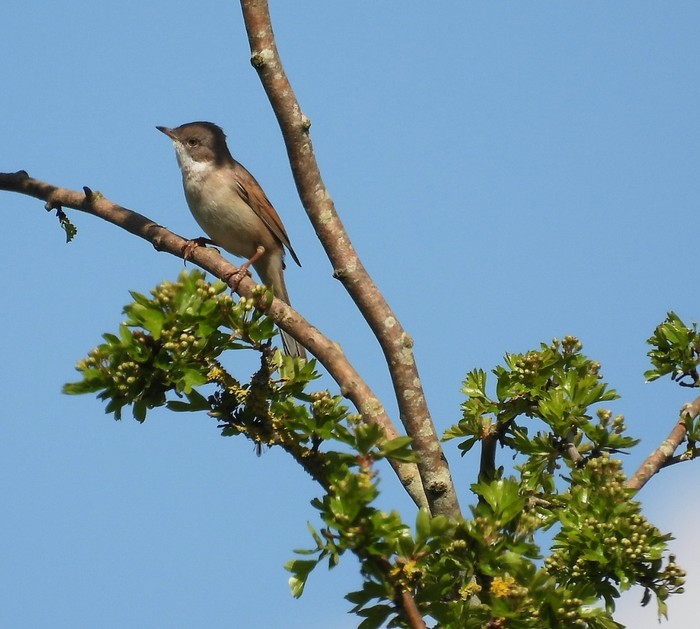 Whitethroat