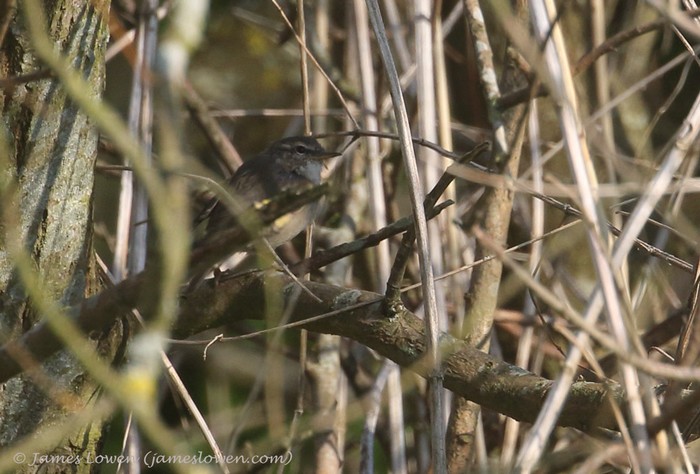 Dusky Warbler