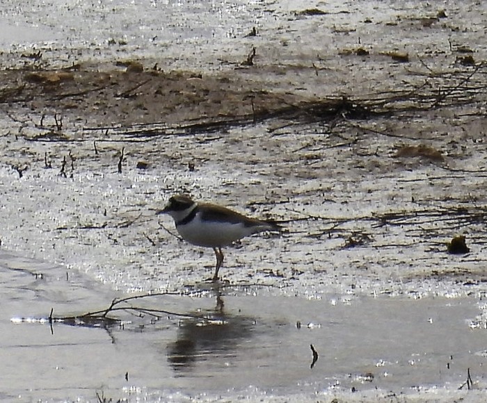 Little Ringed Plover