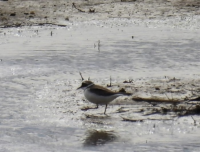 Little Ringed Plover