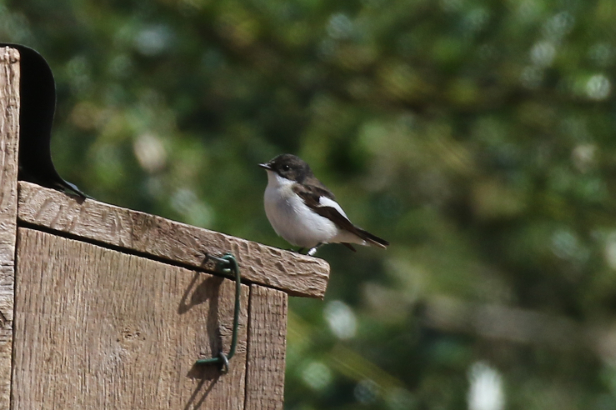 Pied Flycatcher