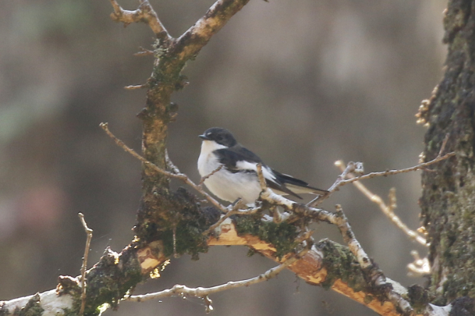 Pied Flycatcher