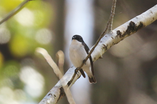 Pied Flycatcher