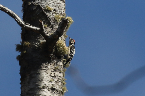 Lesser Spotted Woodpecker