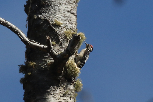 Lesser Spotted Woodpecker