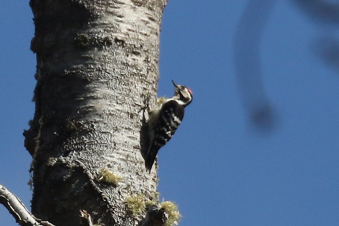 Lesser Spotted Woodpecker