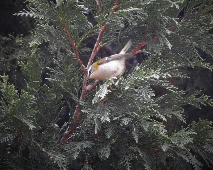 Firecrest