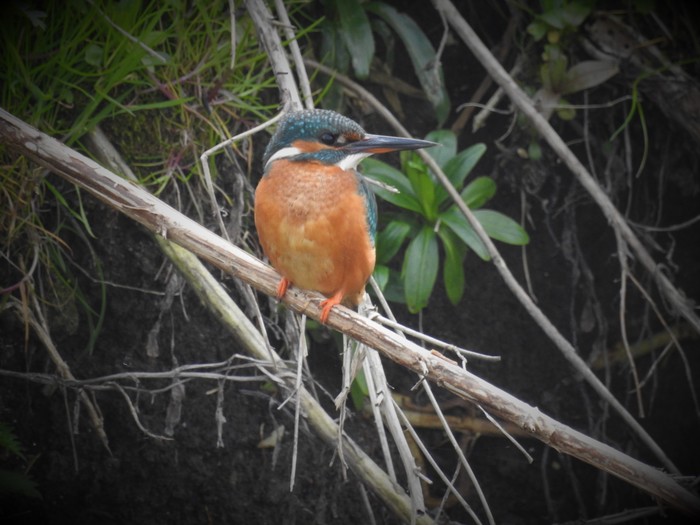Kingfisher
