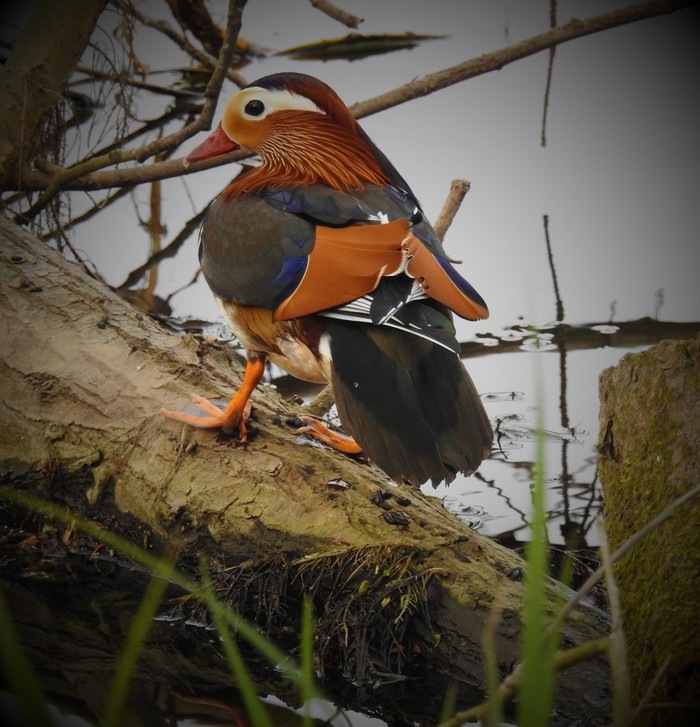 Mandarin