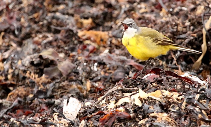 Spanish Wagtail