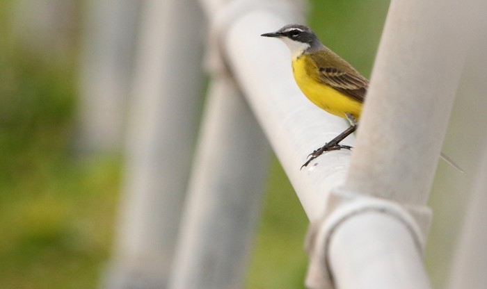 Spanish Wagtail