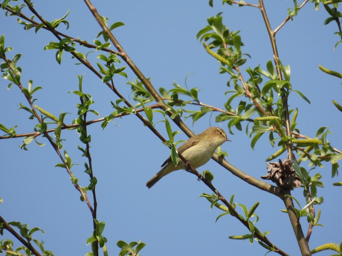 Chiffchaff