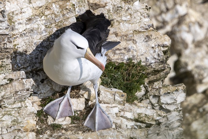 Black-browed Albatross
