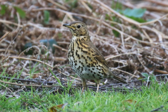 Song Thrush