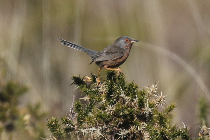 Dartford Warbler