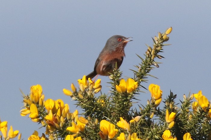 Dartford Warbler