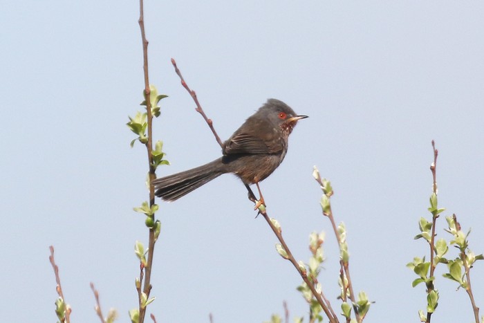 Dartford Warbler