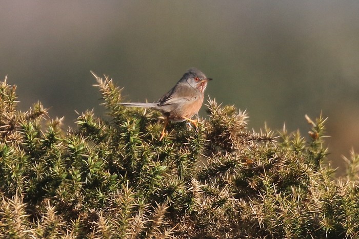 Dartford Warbler