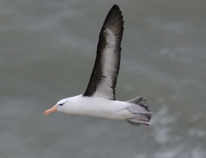 Black-browed Albatross