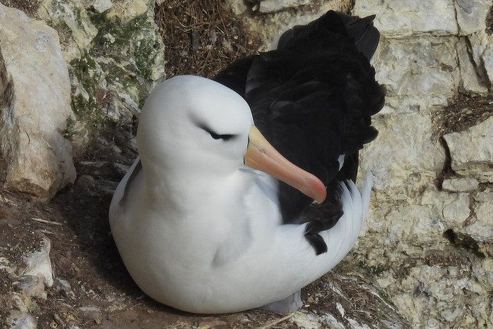 Black-browed Albatross