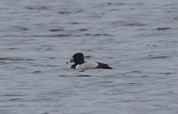 Ring-necked Duck