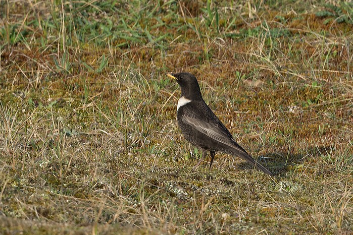 Ring Ouzel