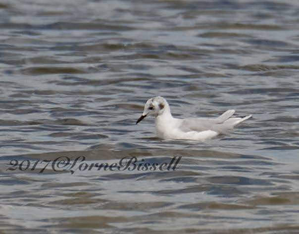 Bonaparte's Gull