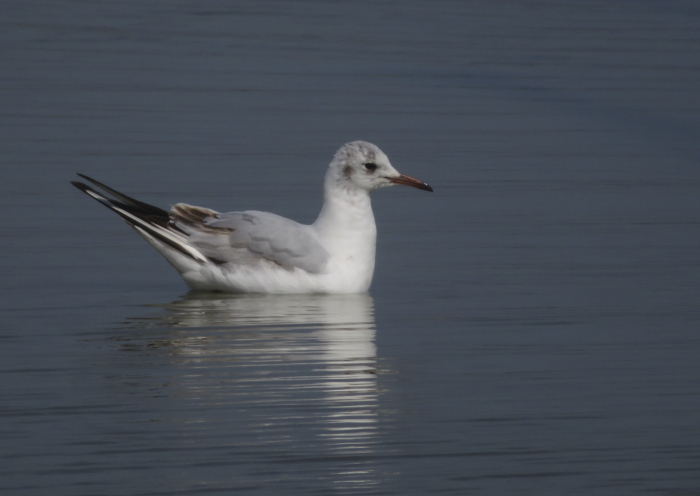 Black-headed Gull