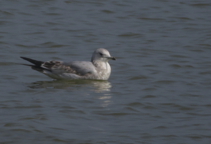 Common Gull