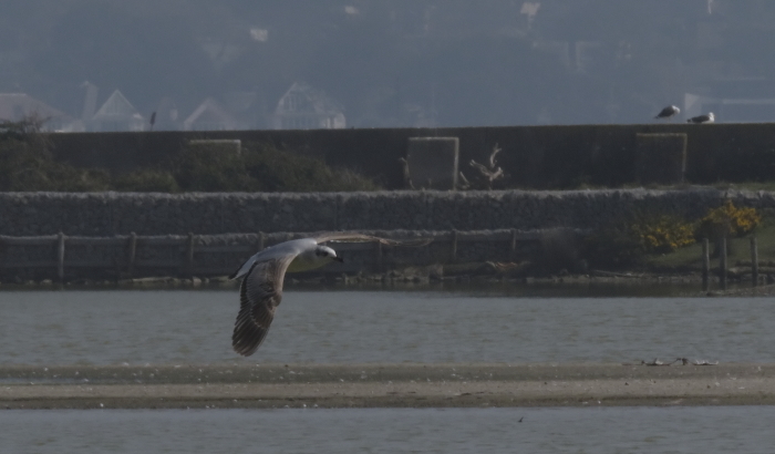 Mediterranean Gull