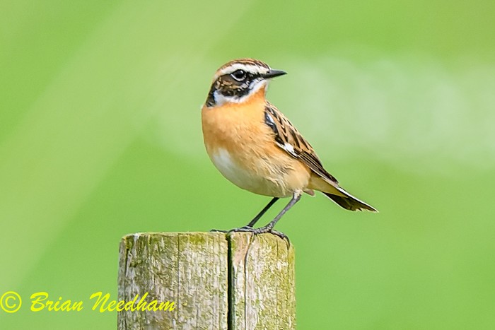 Whinchat