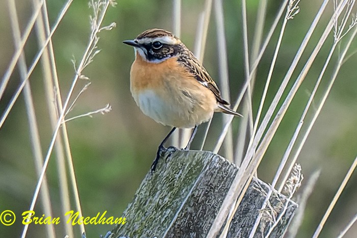 Whinchat