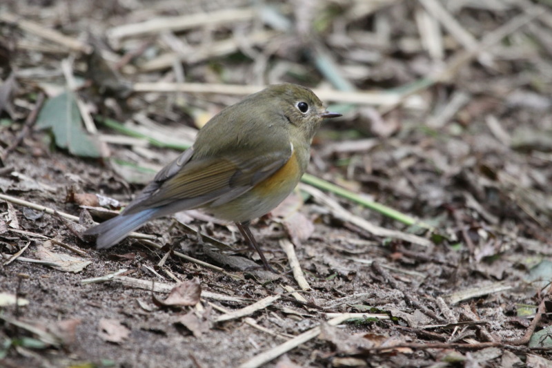 Red-Flanked Bluetail
