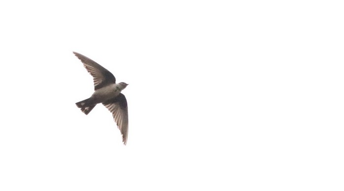 Crag Martin