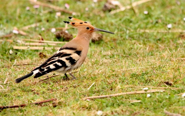 Hoopoe