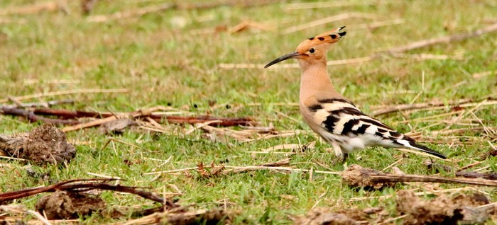 Hoopoe