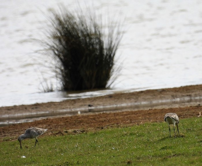 Bar-tailed Godwit