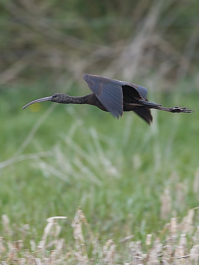 Glossy Ibis