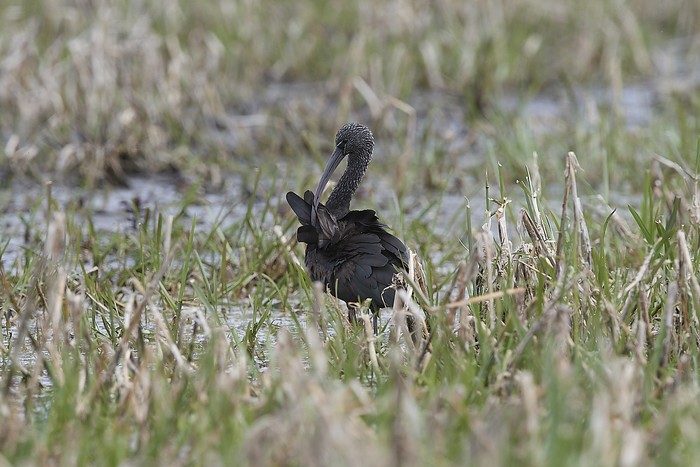 Glossy Ibis