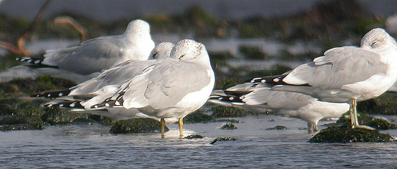 Ring-billed Gull
