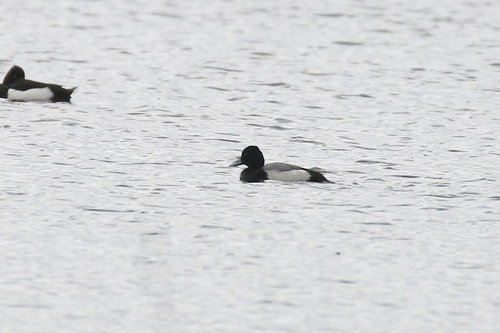 Lesser Scaup