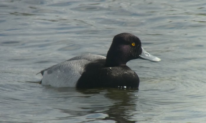 Lesser Scaup