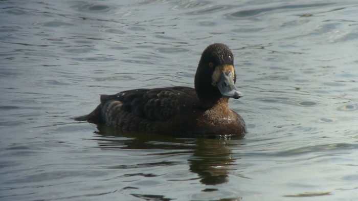 Lesser Scaup