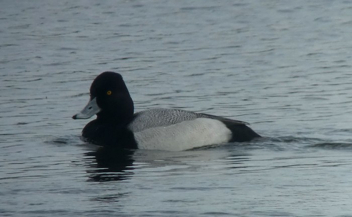 Lesser Scaup