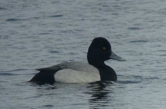 Lesser Scaup