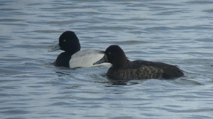 Lesser Scaup