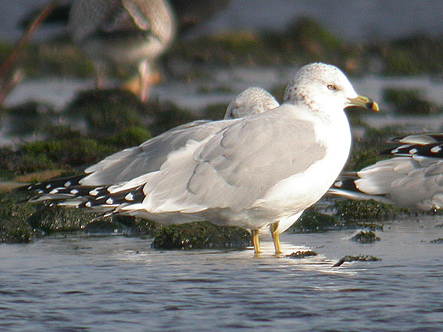 Ring-billed Gull