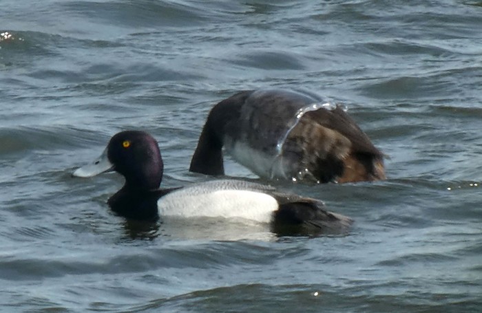 Lesser Scaup